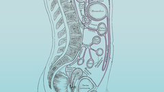 El peritoneo es una membrana que recubre los �rganos de la parte abdominal del cuerpo.