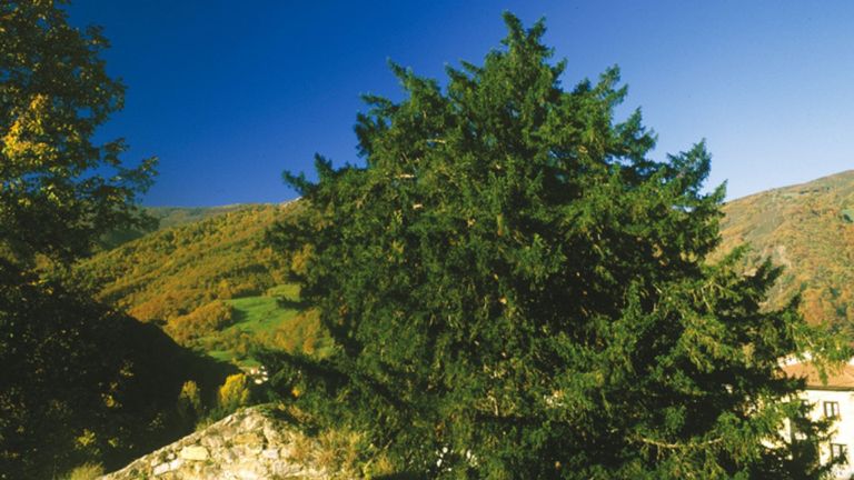 Ocho árboles monumentales de Asturias con siglos de vida