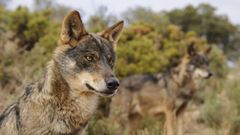 Imagen de un lobo ibrico, que no se corresponde con los que rondan por la zona de Ribadeo