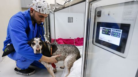 Imagen de archivo de un perro en un hospital veterinario de Lugo