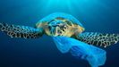 Los plásticos en el mar amenazan a muchas especies