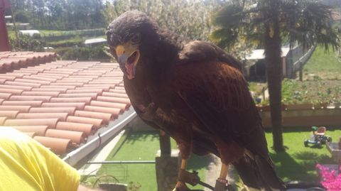 Recuperan un águila Vigo tras matar varias gallinas de una vivienda