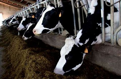 Los productos con los que se hace el pienso para el ganado en Galicia son importados.