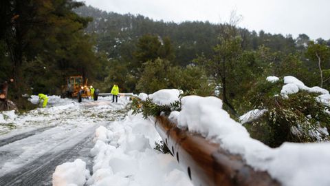 Imagen indita de rboles cados por la nevada en Mallorca, en la sierra de la Tramuntana, este martes 