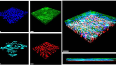 Tricapa de c�lulas card�acas que componen el coraz�n en un chip: cardiomiocitos, en verde; fibroblastos card�acos, en turquesa; y c�lulas endoteliales, en rojo.
