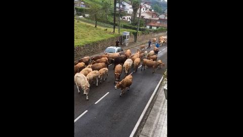As� regresa el ganado a la monta�a