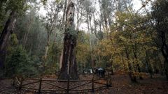 Souto da Retorta, en Viveiro, con un eucalipto de 67 metros
