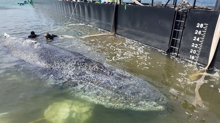«Salvad a Timmy»: Final feliz para una ballena jorobada en apuros en el mar Báltico