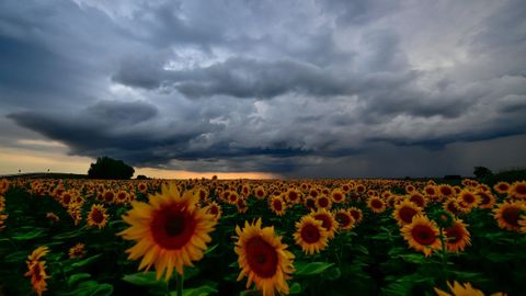 Nubes de tormenta sobre un campo de girasoles cerca de Debrecen, en Hungría