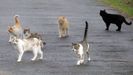Gatos callejeros, en una imagen de archivo