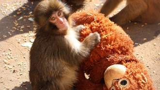 El mono Punch, en el zool�gico de Ichikawa