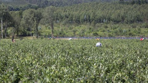 El cultivo de arndano est presente en diversas comarcas de Galicia.
