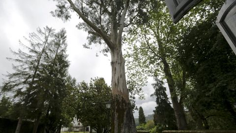 El primer eucalipto. El pazo tiene dos eucaliptos (imagen superior izquierda) de ms de 40 metros. Se cree que pueden ser fruto de las primeras semillas que Fray Rosendo Salvado trajo de Australia a Galicia.