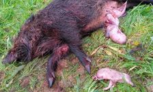 La jabalina a la que mataron en una zona de especial proteccin entre Asturias y Galicia