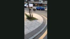 Jabal�, paseando por Salinas