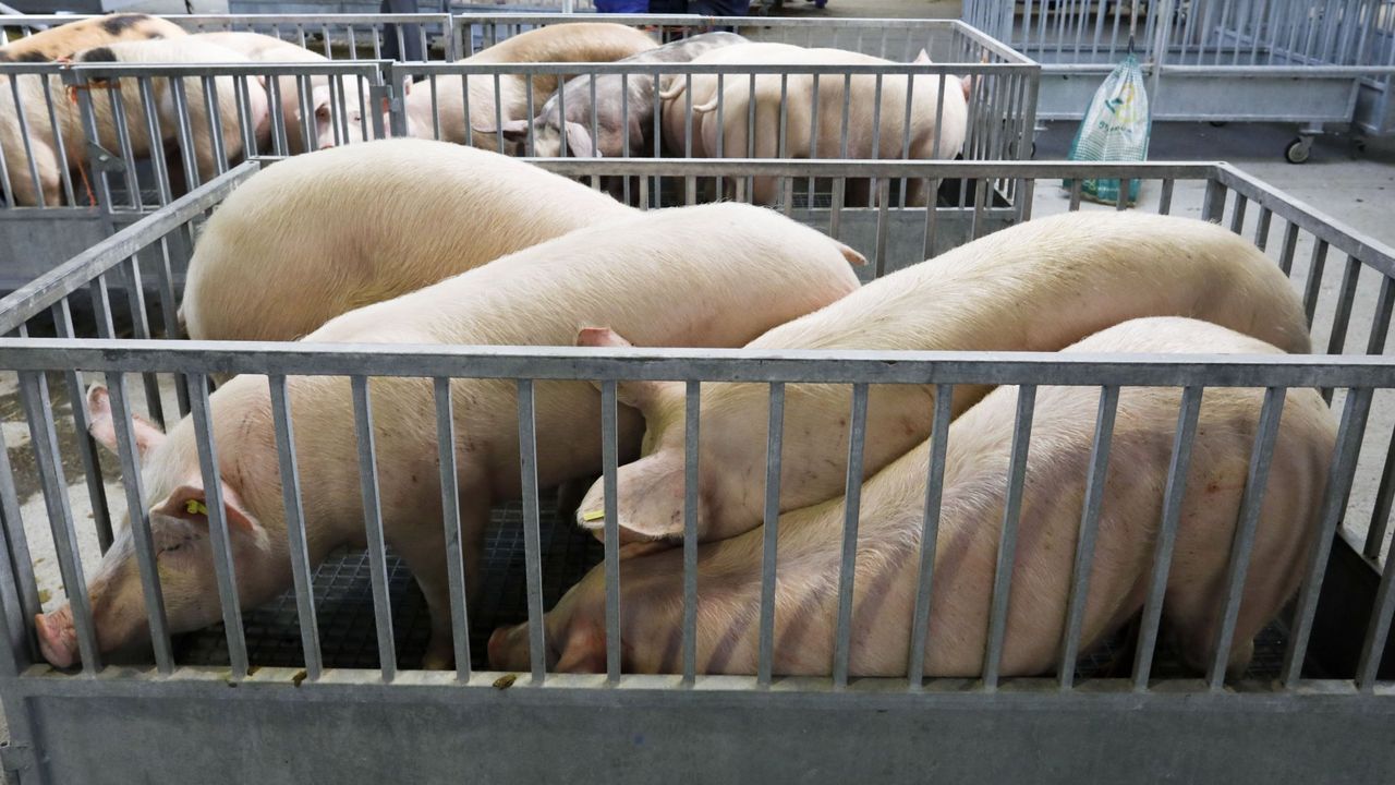 Tiendas que cuidan su escaparate f�sico y virtual.Reuni�n entre una delegaci�n del Estado mexicano de Yucat�n, la directora de Turismo, Nava Castro, y el director de Administraci�n e Relaci�ns coas Asociaci�ns de Amigos do Cami�o de Santiago.