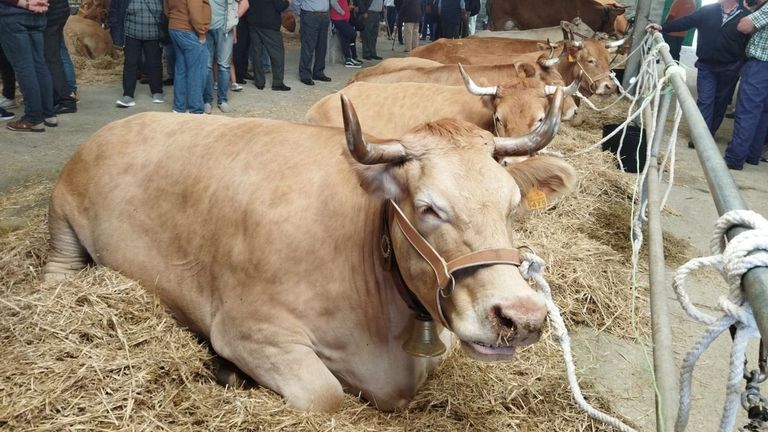 El vacuno de carne en Galicia: precios históricos para un sector fragmentado y sin relevo generacional