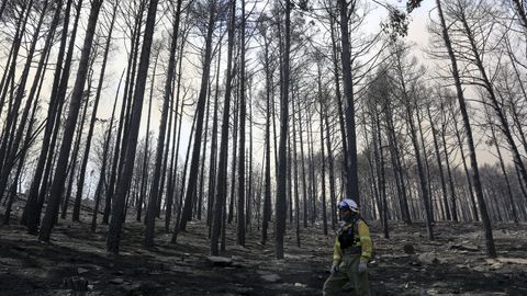 Algunos pinos resistieron el envite del fuego en las inmediaciones de Parada de Montes