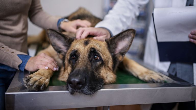 Los especialistas avalan el permiso laboral de Italia para cuidar mascotas enfermas: «La presencia del dueño ayuda a los animales a recuperarse mejor»