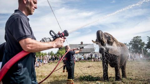 Varios bomberos refrescan a un elefante de un circo en la localidad danesa de Gilleleje