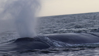 Avistan cuatro ballenas azules en las proximidades del Cabo Fisterra