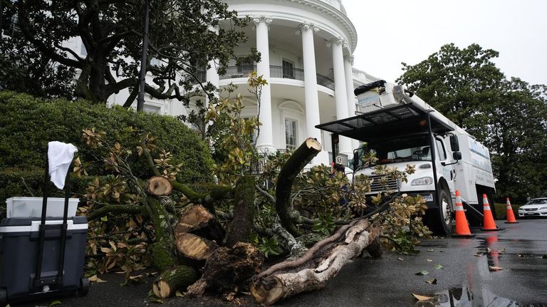 El árbol Jackson Magnolia, plantado durante el mandato del presidente Andrew Jackson y talado por orden de Donald Trump.
