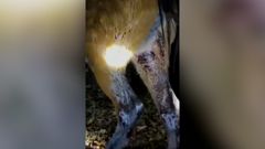 Video de una besta herida tras ser tiroteada en la zona de Cuntis