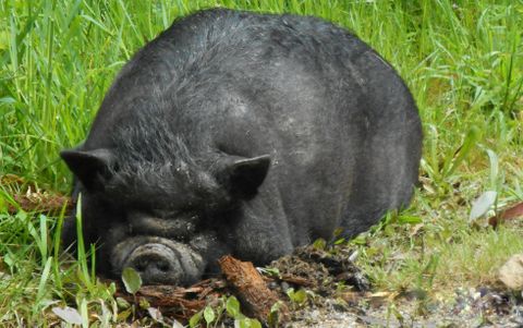 El cerdo capturado en Meaño ha sido trasladado al centro de recuperación de Cotorredondo. 