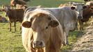 Ejemplares de vaca de raza rubia gallega criadas para consumo de carne