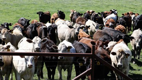 Imagen de archivo de un rebao de vacas en Austin. La gripe aviar fue detectada en vacas de Estados Unidos