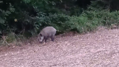 jabal en una de finca de Canido