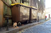 Algunos vecinos del casco hist�rico alimentan por su cuenta a los gatos callejeros en plena calle