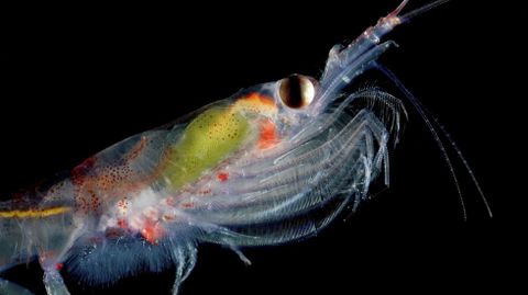 Pequeo crustaceo marino, krill, que habita en las aguas de la Antartida