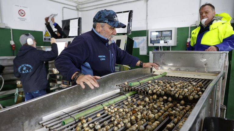 El berberecho esquiva la Marteilia por primera vez desde 2011 en la ría de Pontevedra