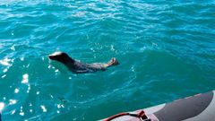 Liberacin de una foca varada en Gijn