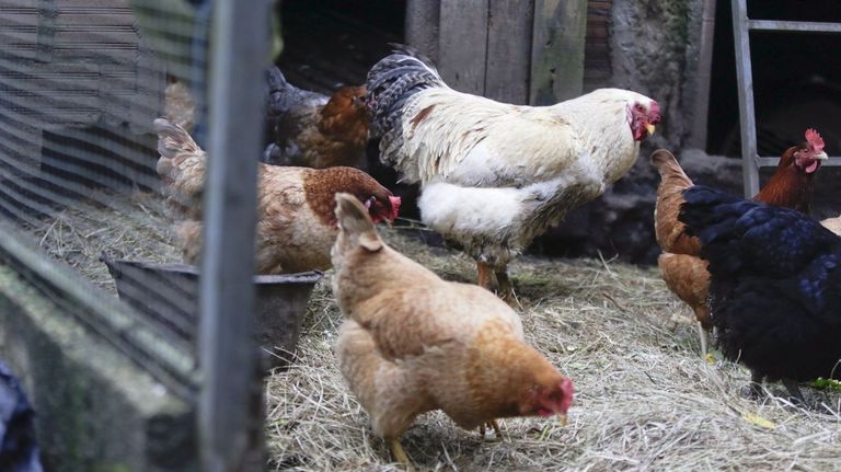 El huevo dispara su consumo y su precio: una docena cuesta casi un 16 % más que a principios de año