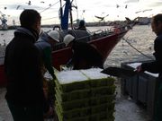 ...Descarga de sardina en A Coru�a
