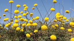 Flores de la santolina melidensis, la especie endémica y protegida en O Careón, entre Palas de Rei y Melide