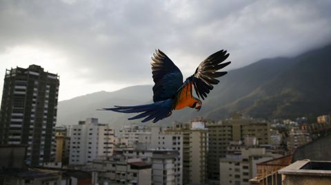 Un ave sobrevuela el cielo de Caracas (Venezuela). 