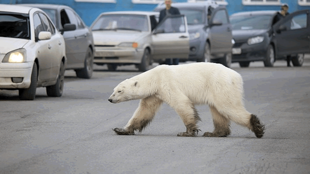 Una osa polar recorre cientos de kilmetros buscando comid.Abejas en un panal