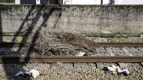 Cras de cigea muertas junto a un nido deshecho por el viento este lunes en la va del tren en Monforte