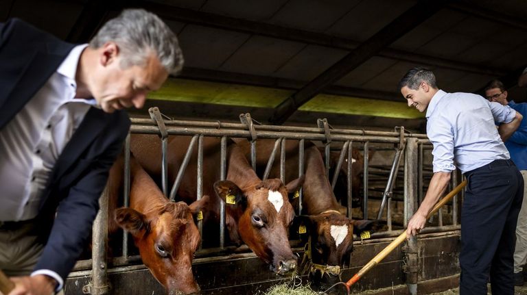 Los Países Bajos cambia su estrategia contra el nitrógeno: menos cierres de granjas, límite de vacas y más dinero para innovación