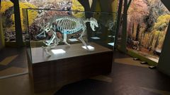 El esqueleto de Tola en la sala de exposiciones de la Casa del Oso