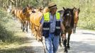 Los caballos de Monte Faro ya aguardan por la Rapa de Vimianzo: ¡imágenes!