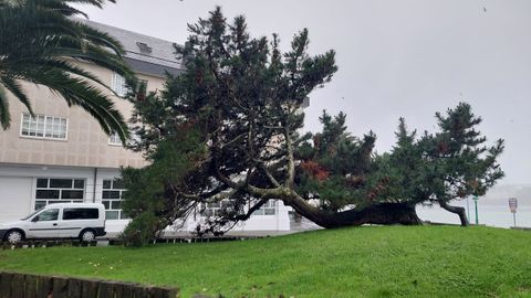 Árbol caído por el viento en Santa Cristina, Oleiros
