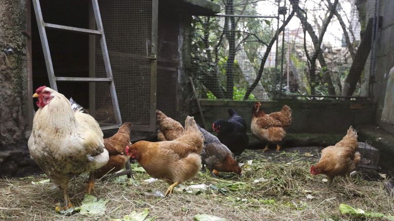 Entran en vigor desde este lunes las medidas de prevención ante el incremento de la gripe aviar