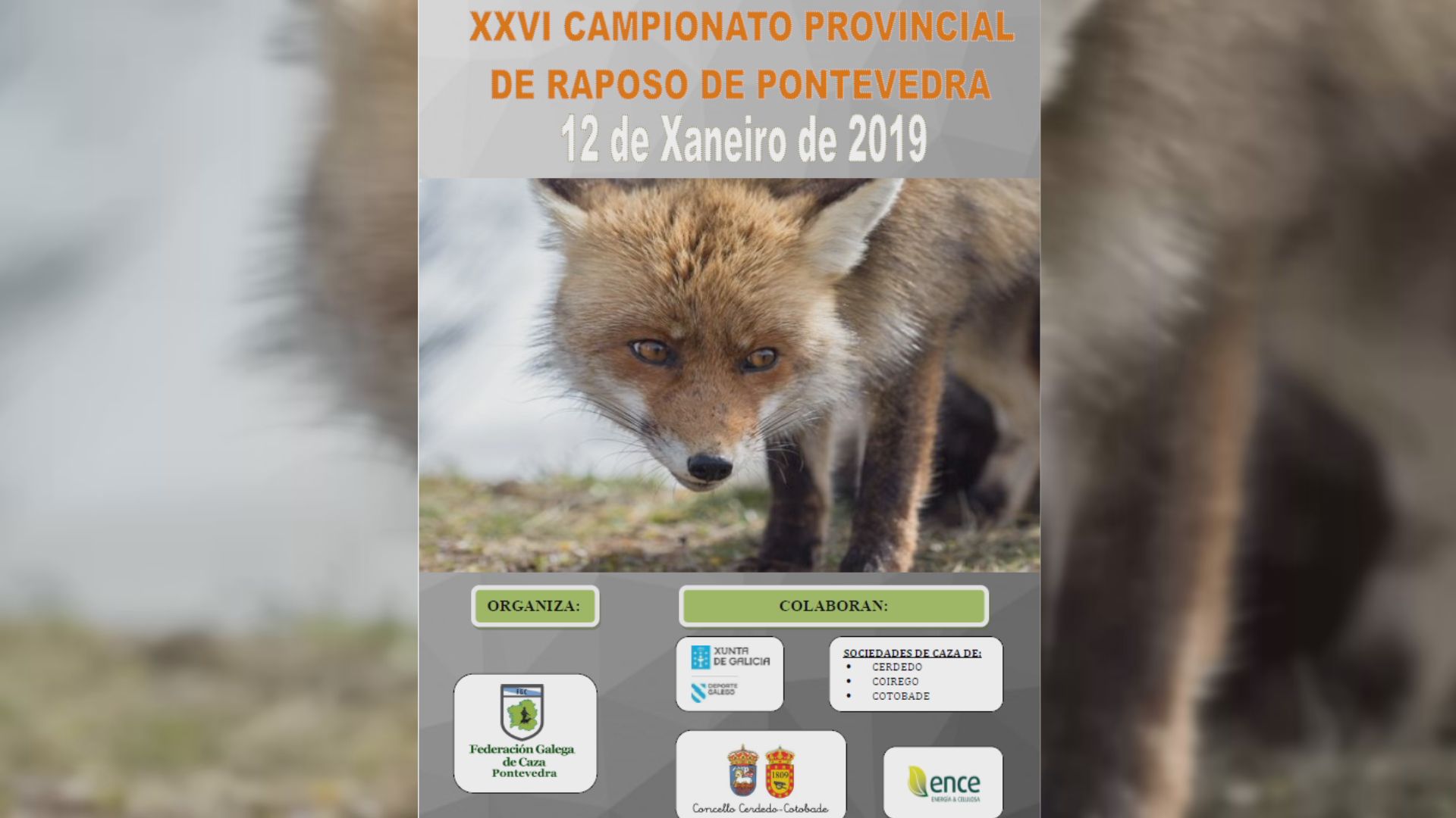 Critican la aparición de logotipos de la Xunta en los carteles de campeonatos de caza de zorro