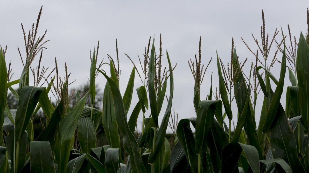 La rotacin de cultivos ayuda a regenerar los suelos