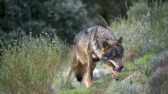 Imagen de un lobo ibérico, cuya presencia es a veces motivo de conflicto entre ganaderos y conservacionistas. 