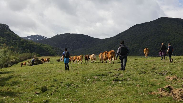 Una ruta de trashumancia que rescata tradición e identidad en Os Ancares